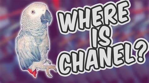 chanel channel meme|chanel the parrot meme.